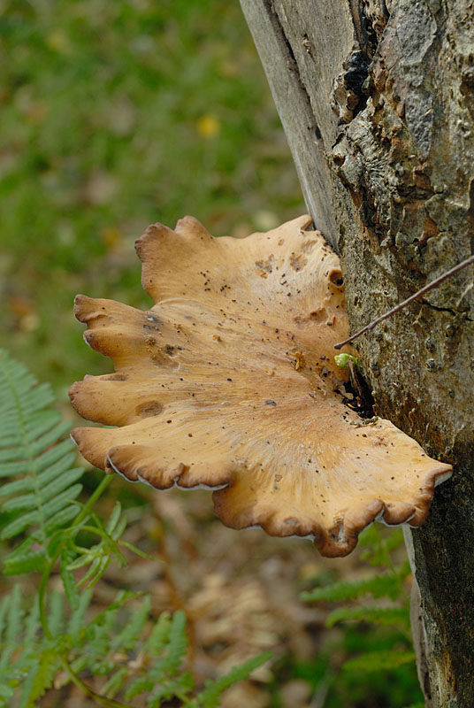 Polyporus leptocephalus